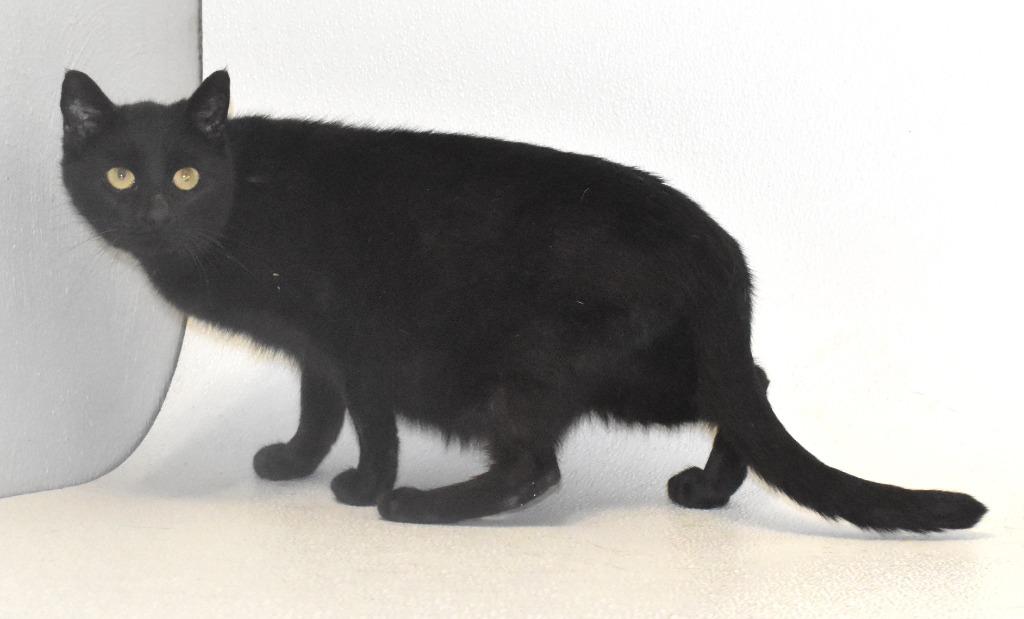 Esme, Adoptable, Young Female Domestic Short Hair.