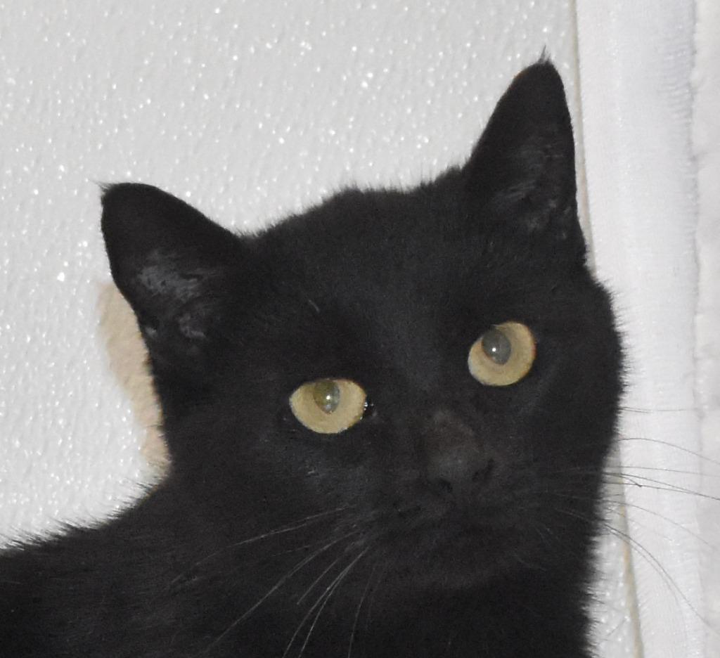 Esme, a Adoptable mixed breed in Springfield, OH image 3/3