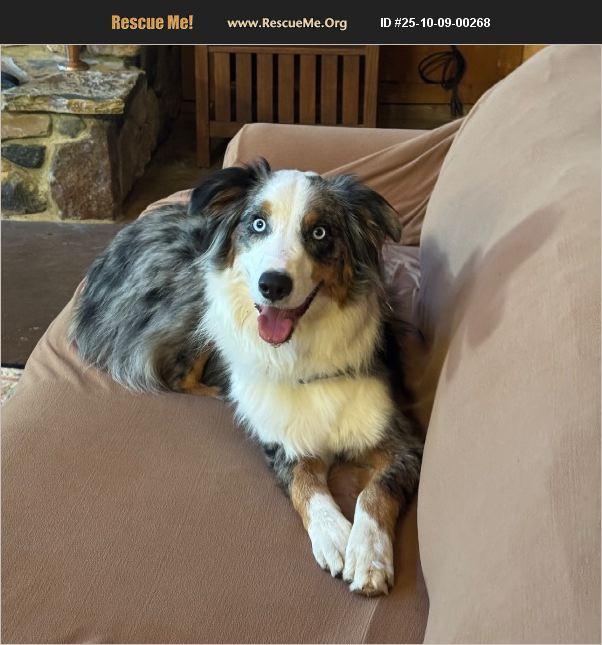Enlarge Cooper, a Adoptable Australian Shepherd in Coarsegold, CA image 1/1