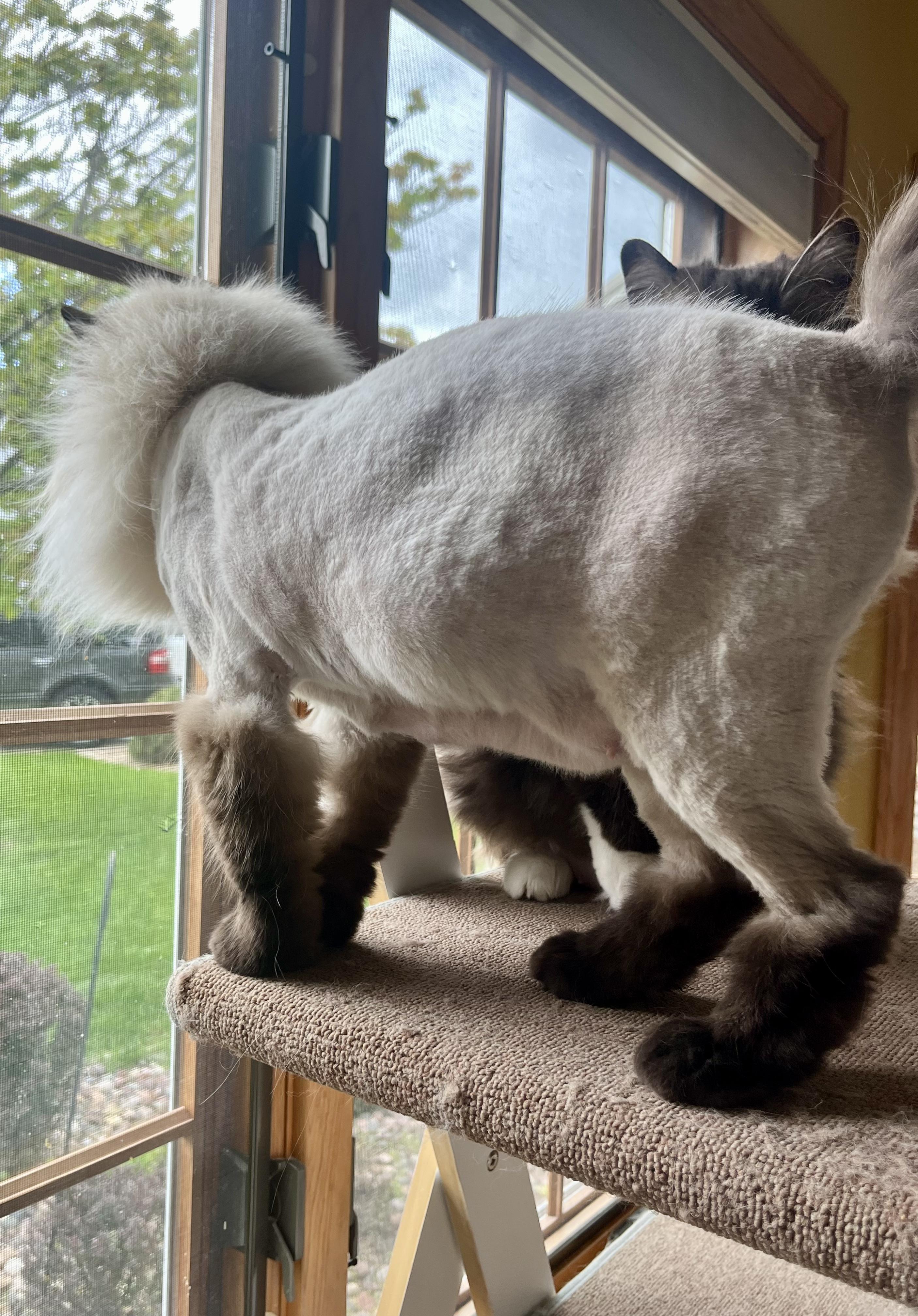 FRANCIS, a Adoptable Ragdoll in OshKosh, WI image 2/2