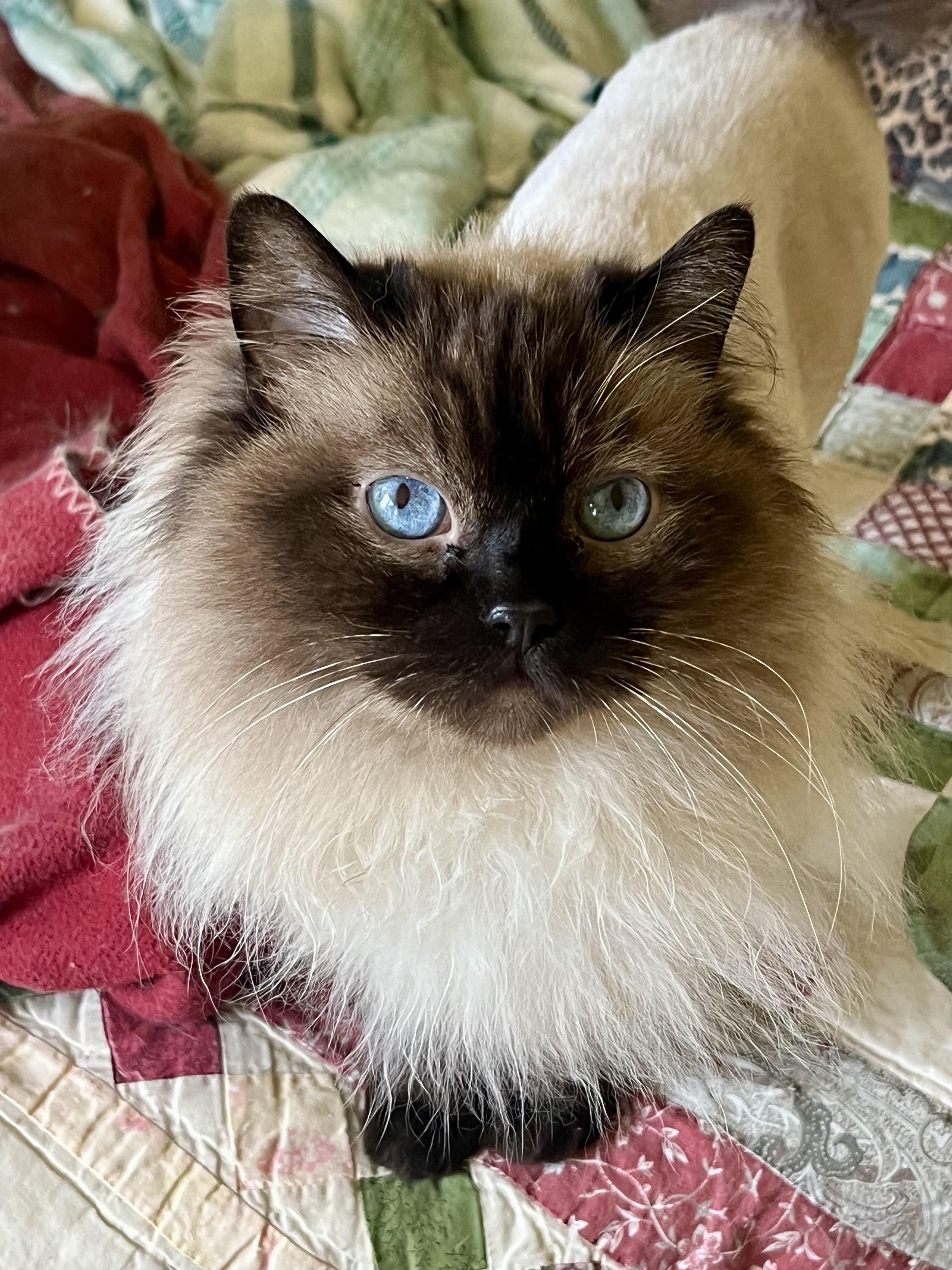 FRANCIS, Adoptable, Adult Female Ragdoll.