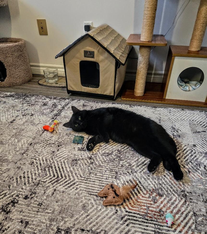 Enlarge Bagheera , an adopted Domestic Short Hair in Brantford, ON image 6/6