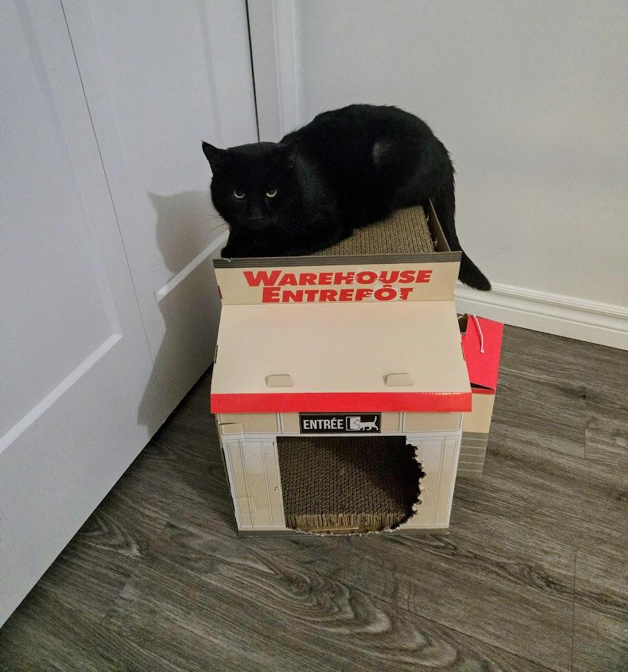 Enlarge Bagheera , an adopted Domestic Short Hair in Brantford, ON image 3/6