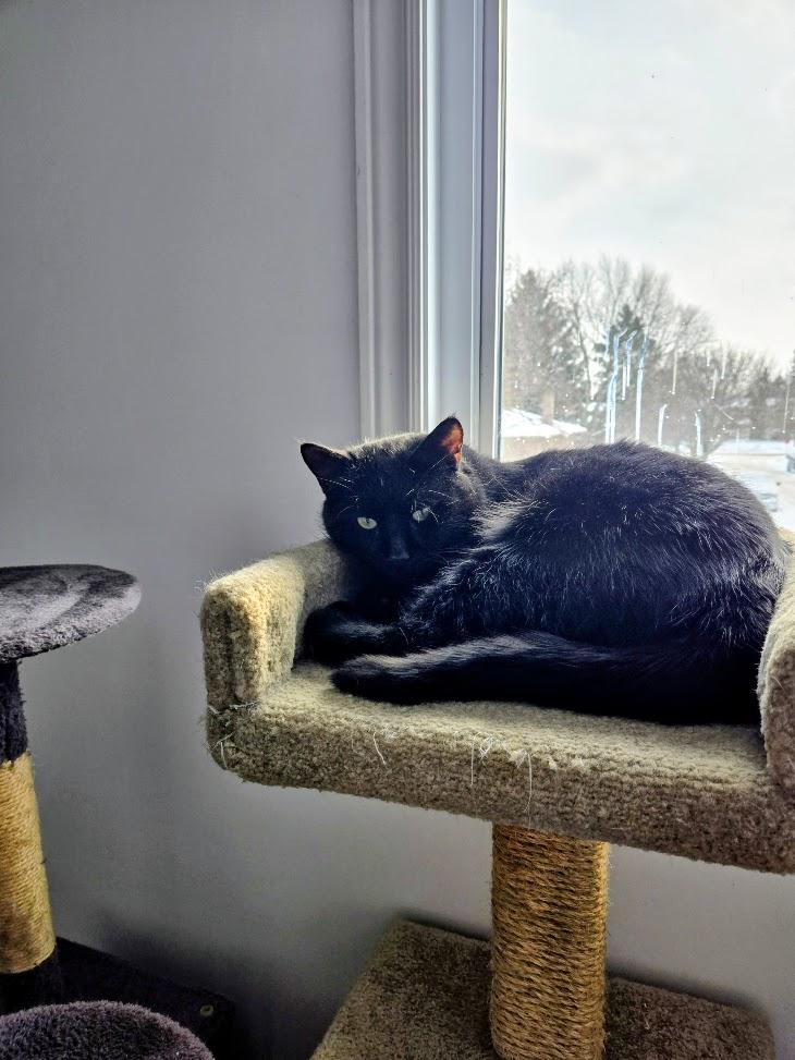Enlarge Bagheera , an adopted Domestic Short Hair in Brantford, ON image 2/6