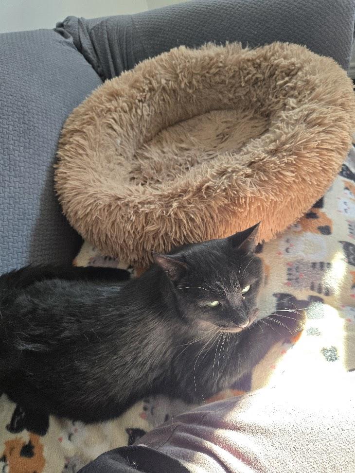 Enlarge Bagheera , an adopted Domestic Short Hair in Brantford, ON image 4/6