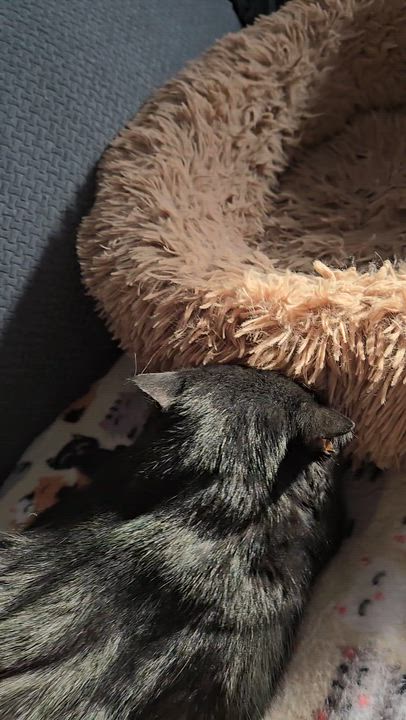 Enlarge Bagheera , an adopted Domestic Short Hair in Brantford, ON video 5/6