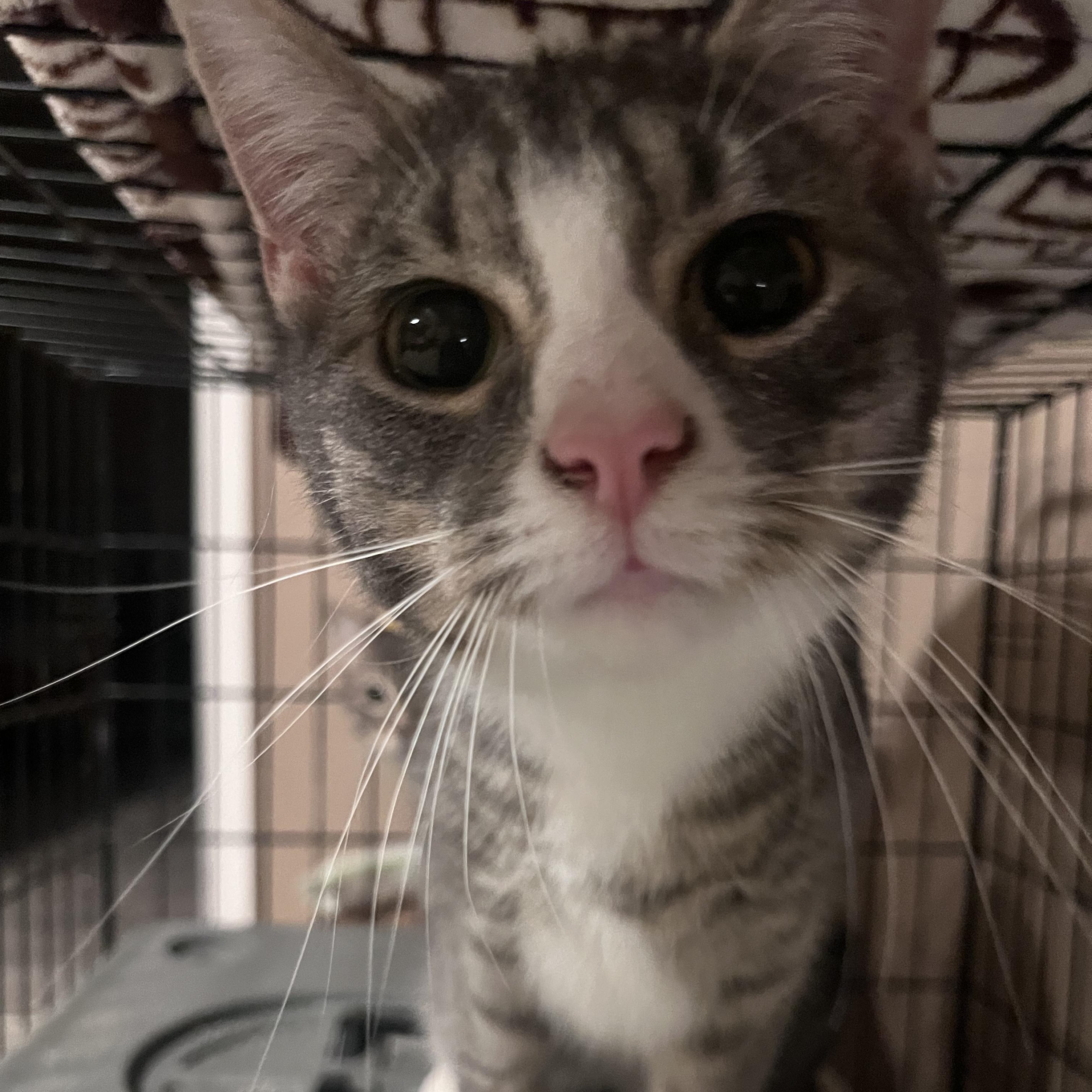 Carrot, a Adoptable Domestic Short Hair in Florham Park, NJ image 2/6