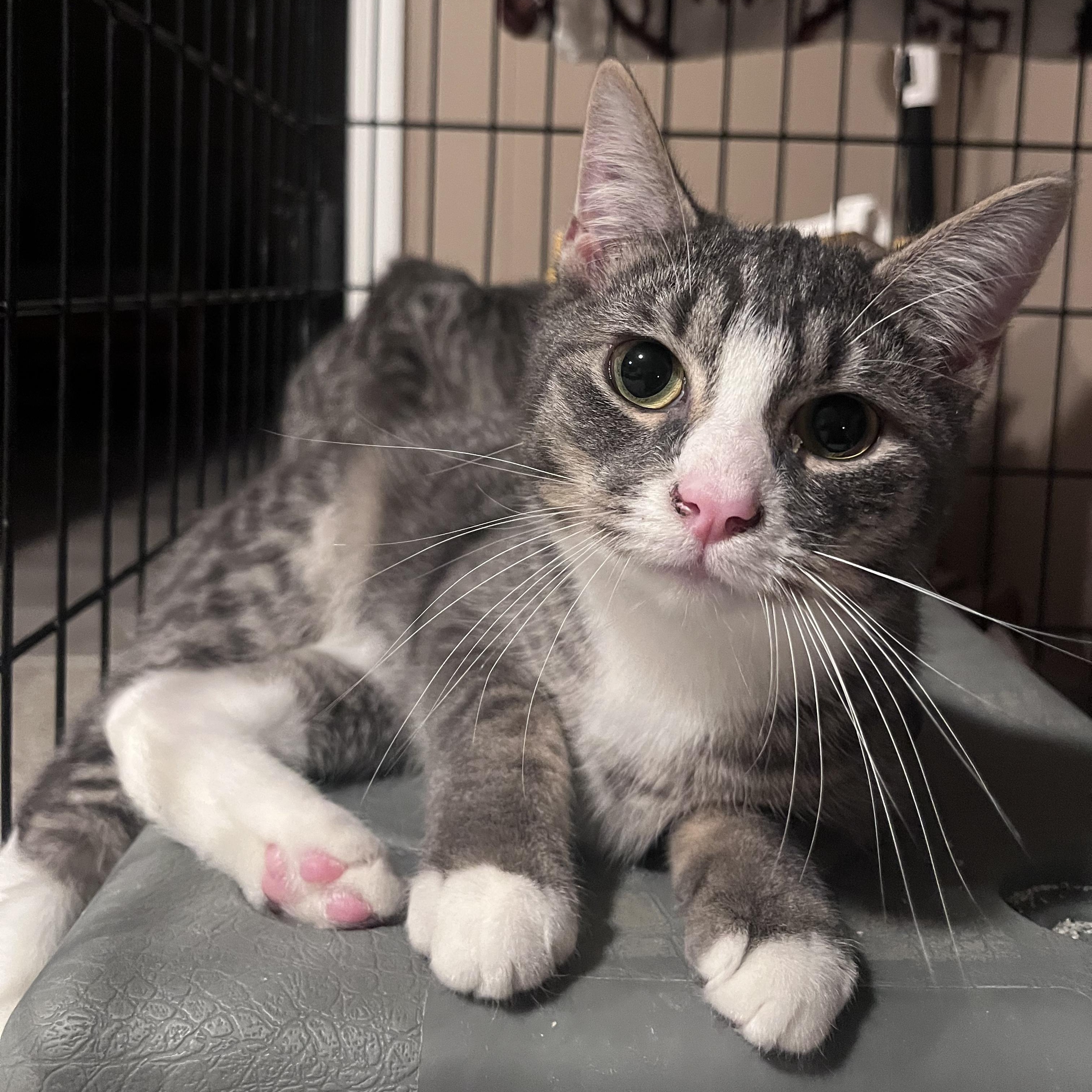 Carrot, a Adoptable Domestic Short Hair in Florham Park, NJ image 3/6