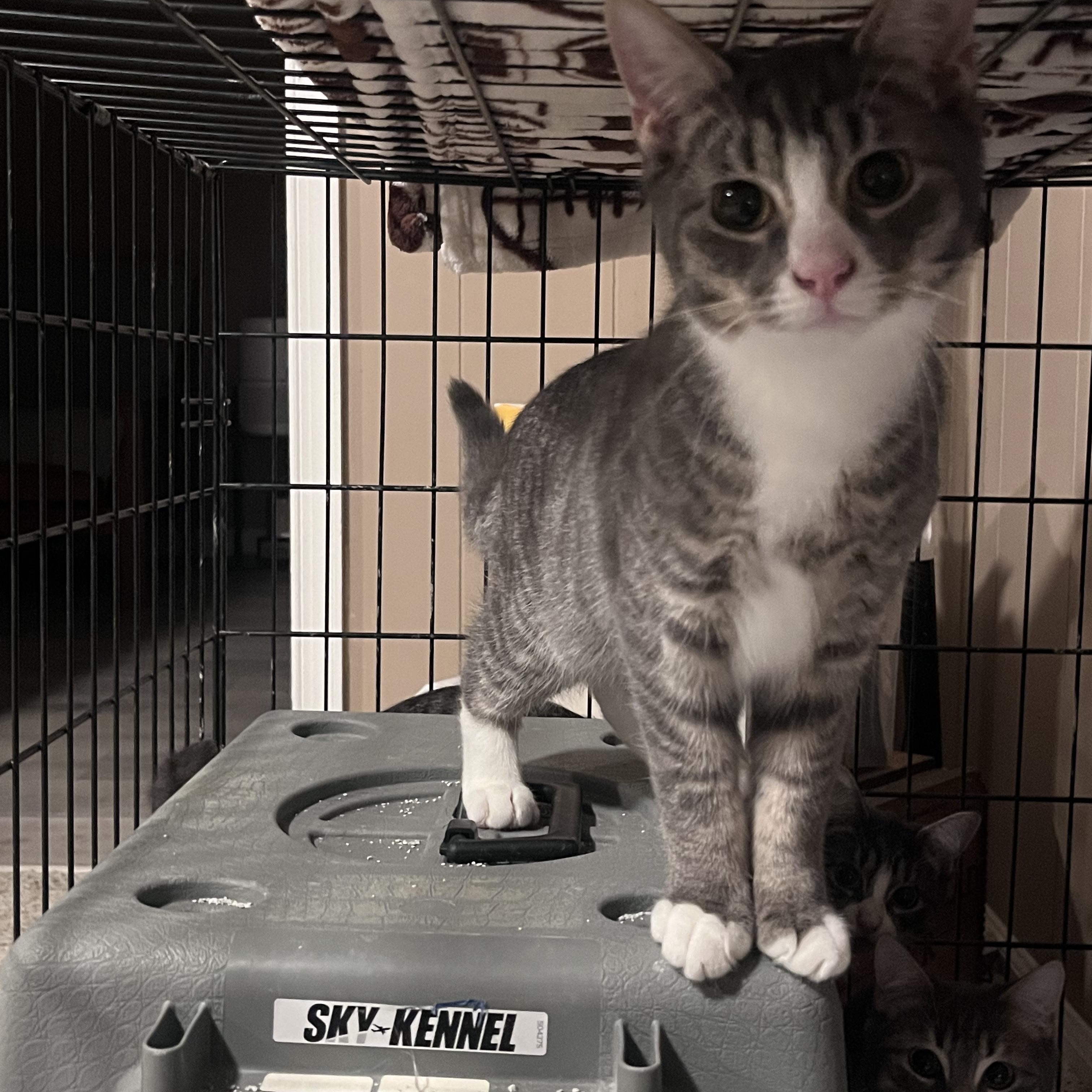 Carrot, Adoptable, Young Female Domestic Short Hair.