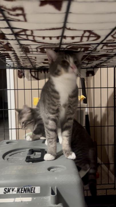Enlarge Carrot, a Adoptable Domestic Short Hair in Florham Park, NJ video 6/6