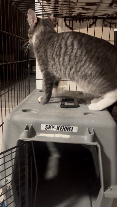 Enlarge Carrot, a Adoptable Domestic Short Hair in Florham Park, NJ video 5/6