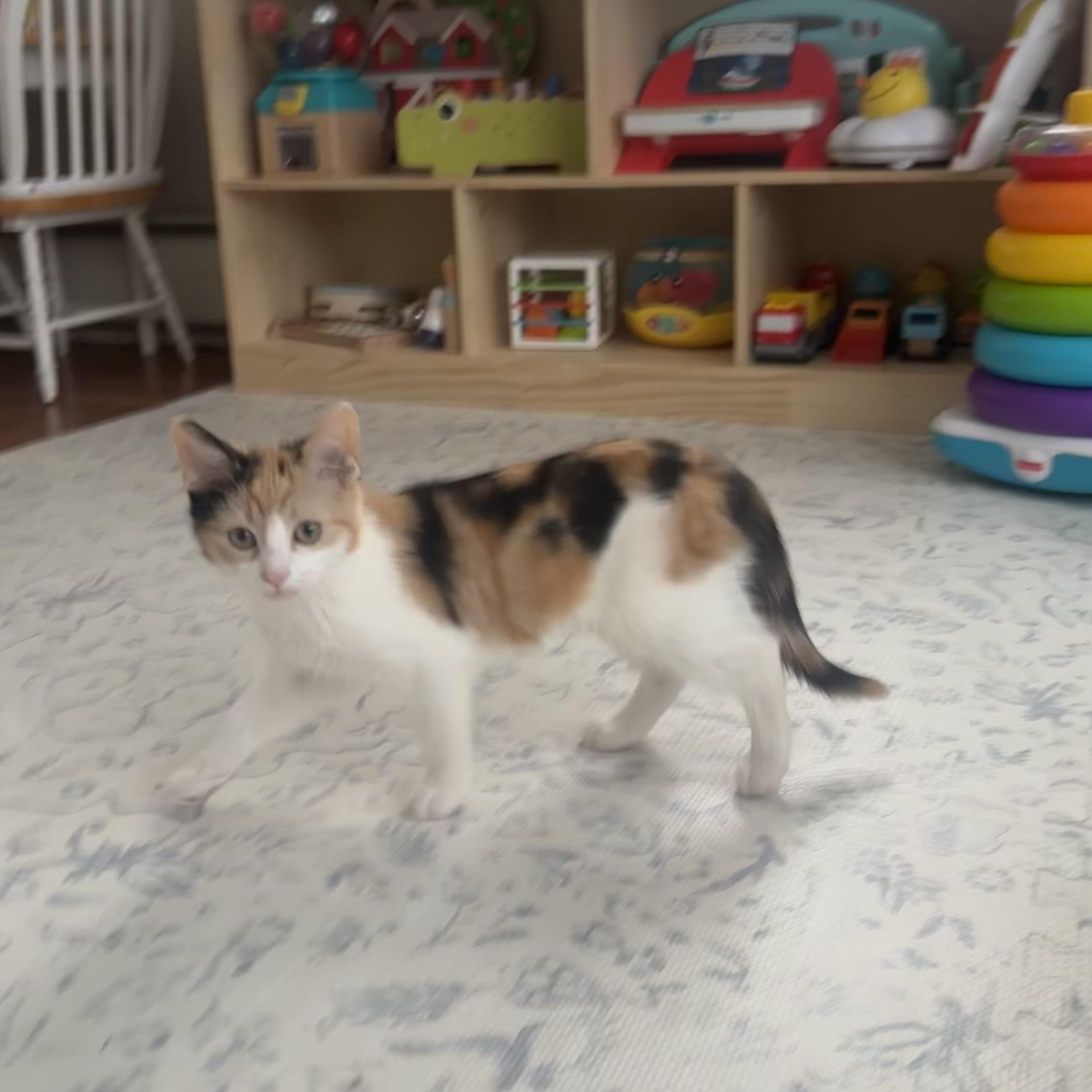 Enlarge OMBRE, a ADOPTABLE Domestic Short Hair in East Greenwich, RI image 3/3