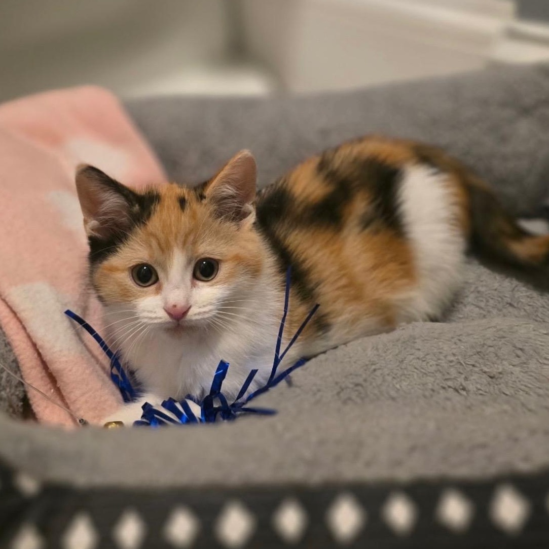 Enlarge OMBRE, a ADOPTABLE Domestic Short Hair in East Greenwich, RI image 2/3