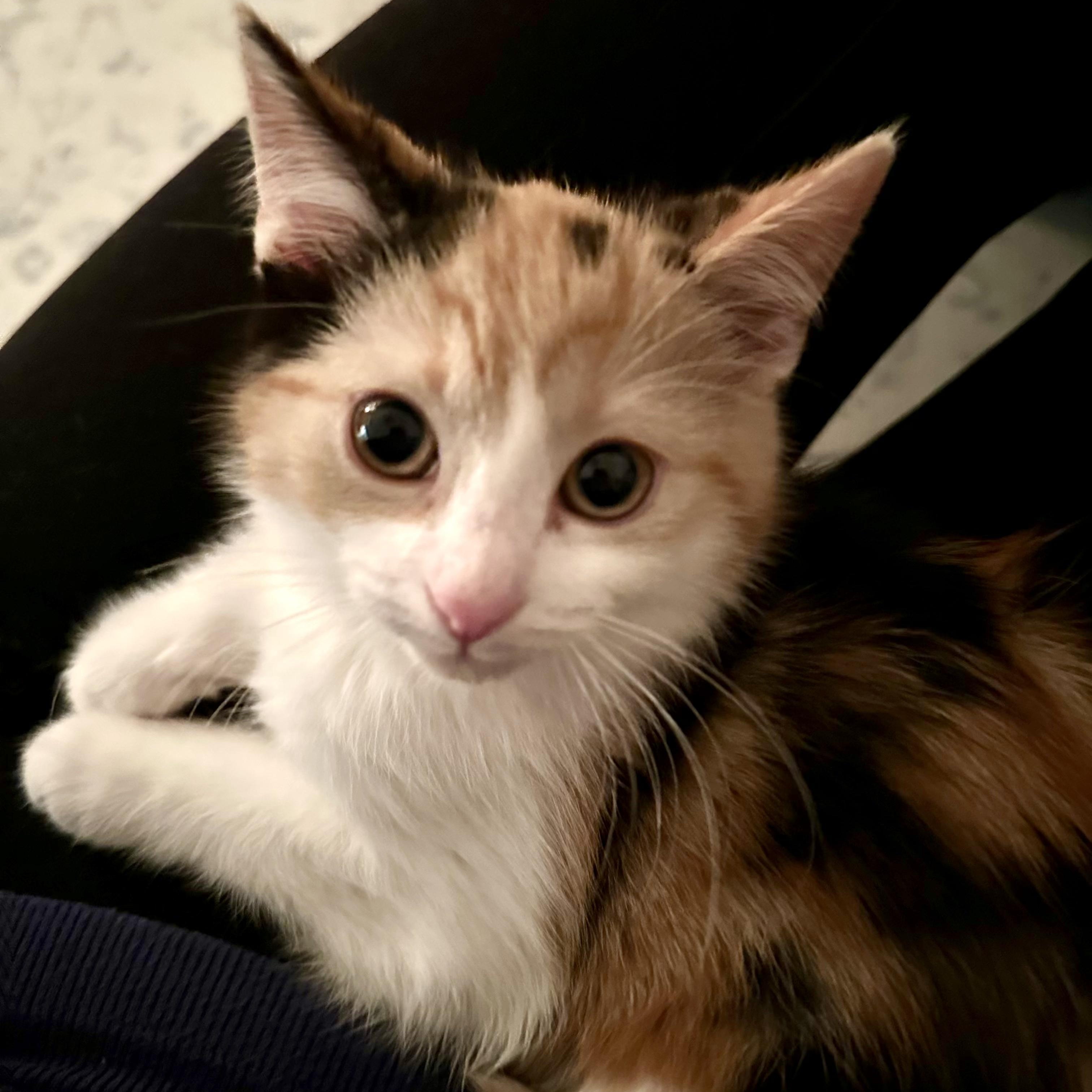 OMBRE, ADOPTABLE, Kitten Female Domestic Short Hair.