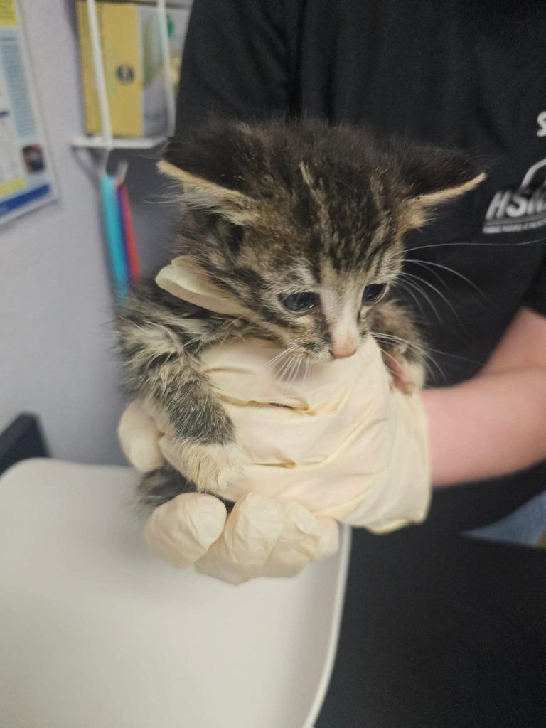 Clyde (Escargot), Adoptable, Kitten Male Domestic Short Hair.