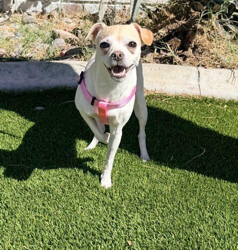 Lulu, Adoptable, Adult Female Chihuahua & Jack Russell Terrier.