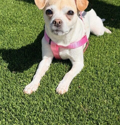 Enlarge Lulu, a Adoptable mixed breed in Henderson, NV image 2/2