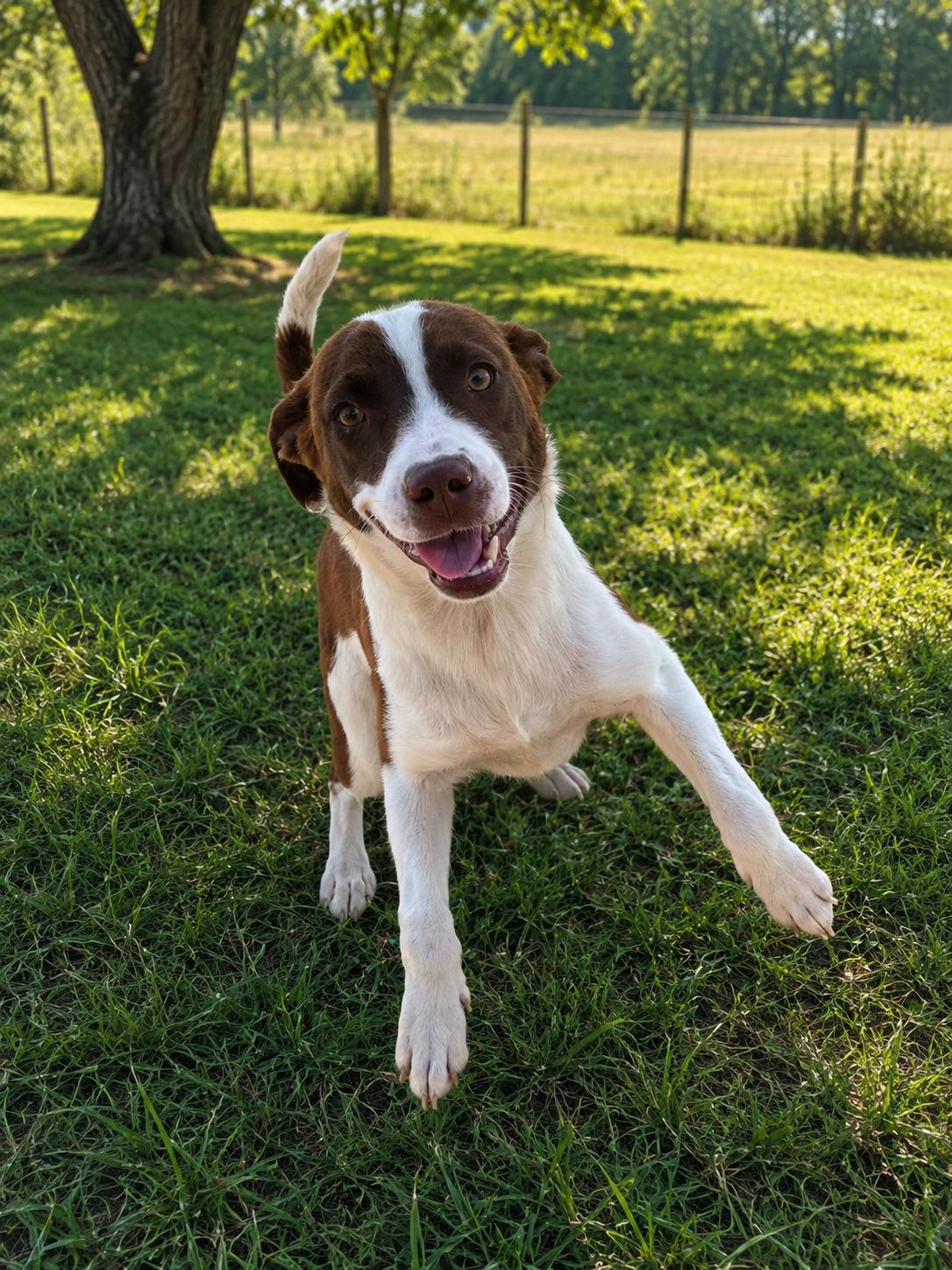 Mary Puppins, Adoptable, Young Female Mixed Breed.