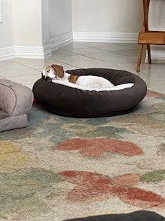 Baxter, Adoptable, Adult Male Dachshund.