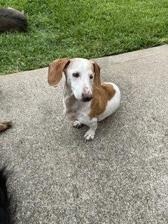 Enlarge Baxter, a Adoptable Dachshund in Austin, TX image 2/3