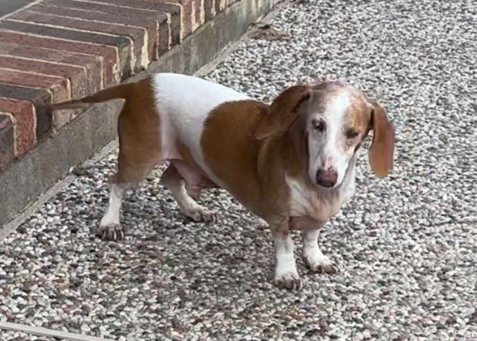 Baxter, Adoptable, Adult Male Dachshund.