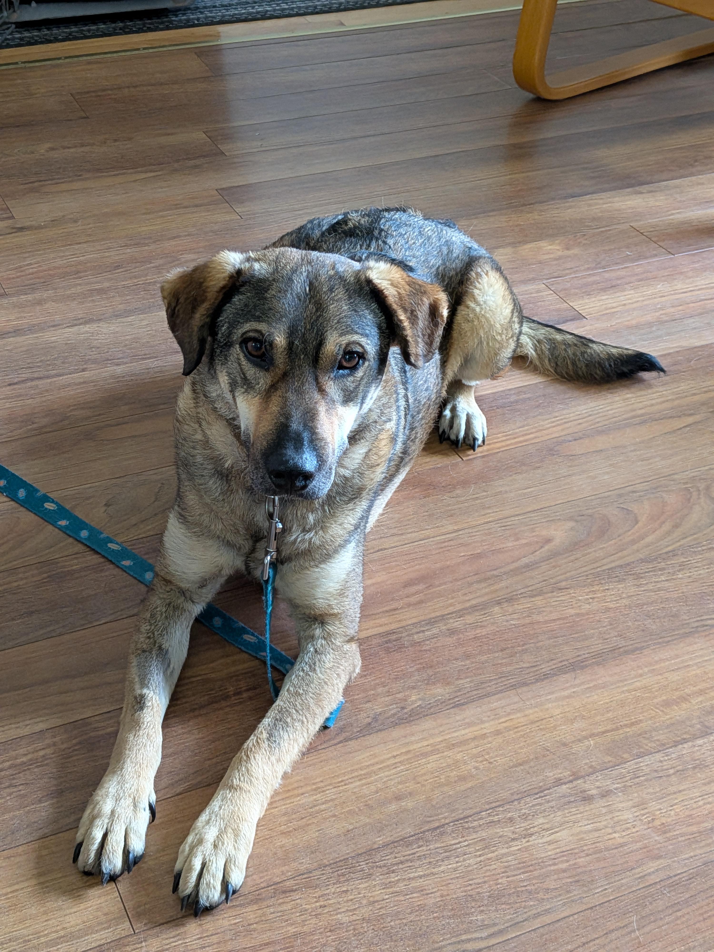 Enlarge Nico, a Adoptable mixed breed in London, ON image 1/6