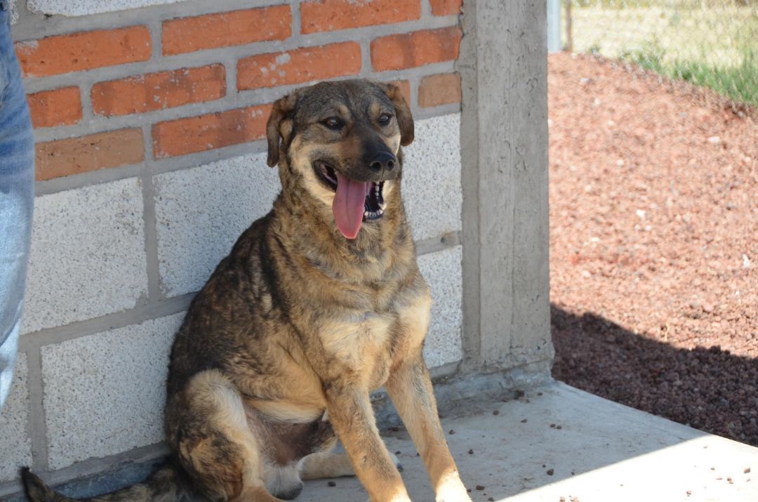 Nico, Adult Male unknown