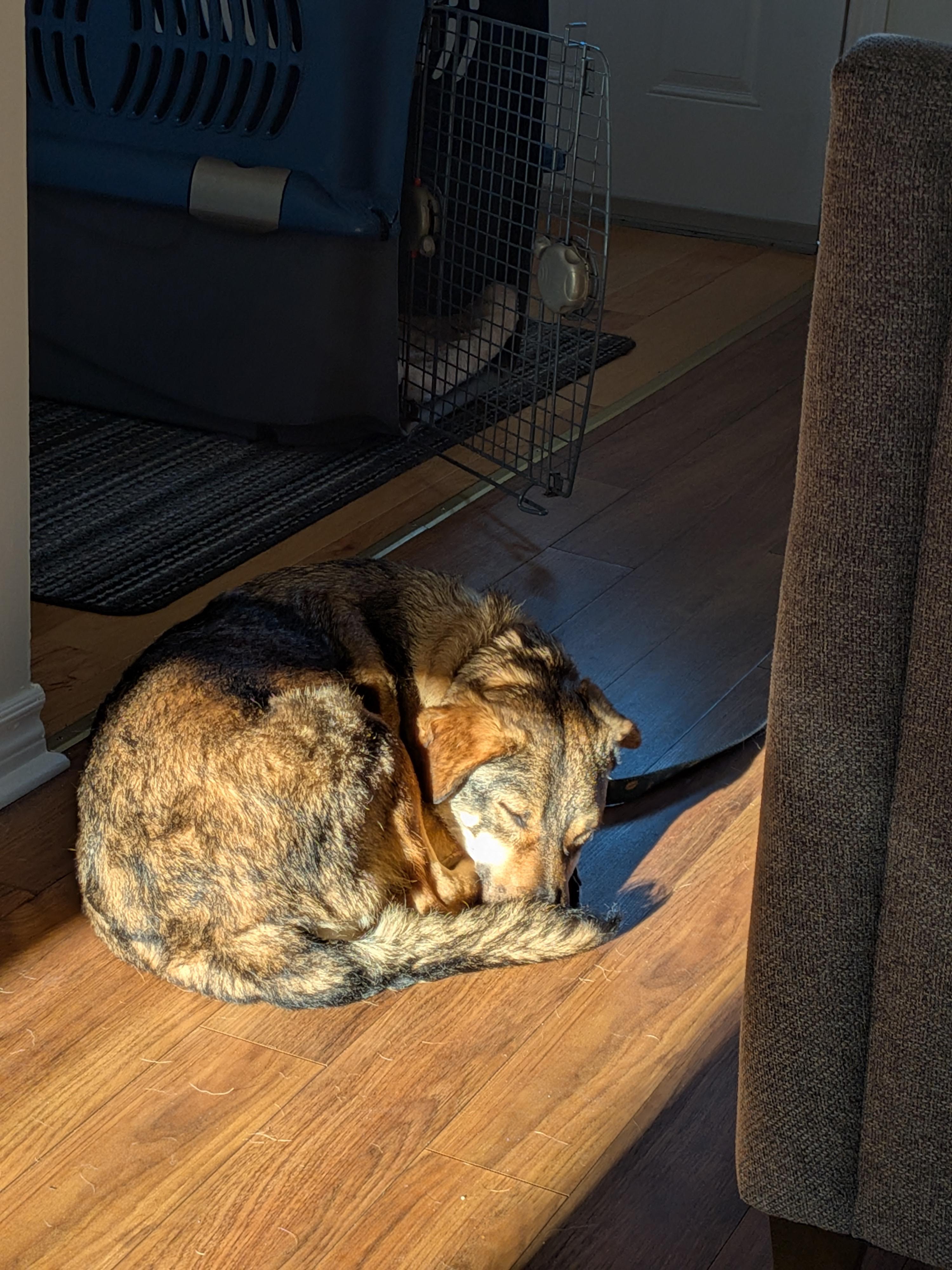 Enlarge Nico, a Adoptable mixed breed in London, ON image 2/6