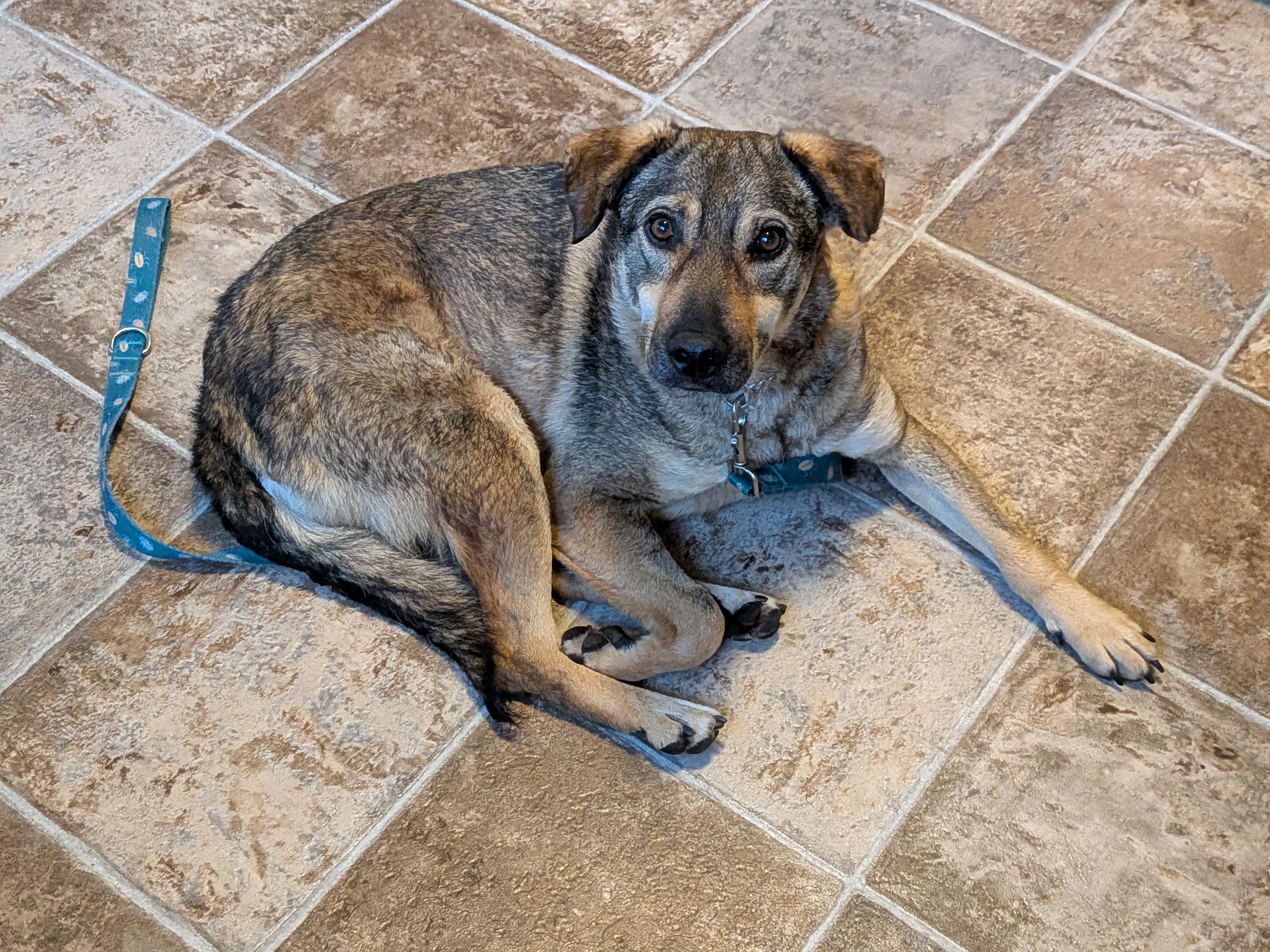 Enlarge Nico, a Adoptable mixed breed in London, ON image 3/6