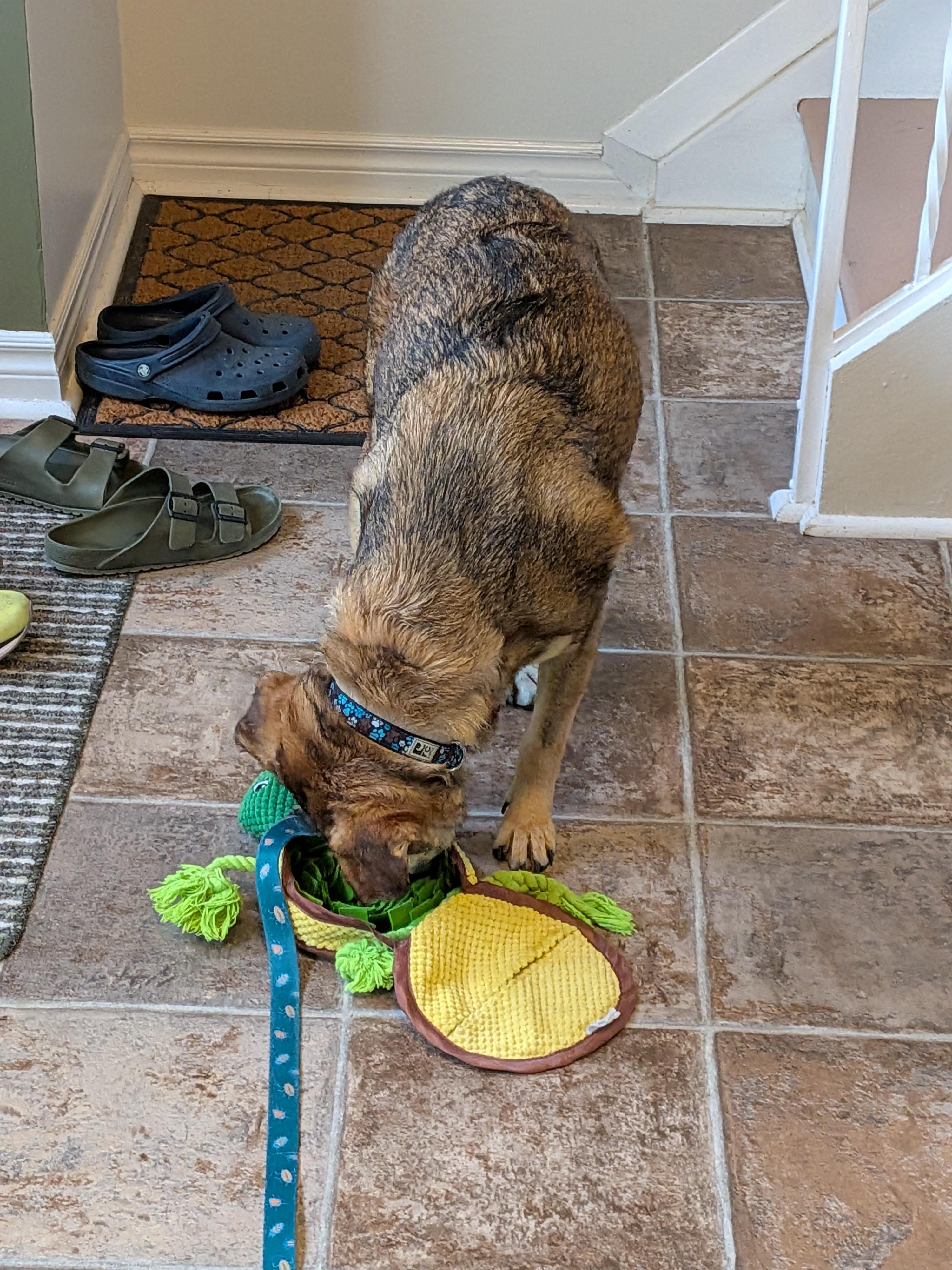 Enlarge Nico, a Adoptable mixed breed in London, ON image 4/6