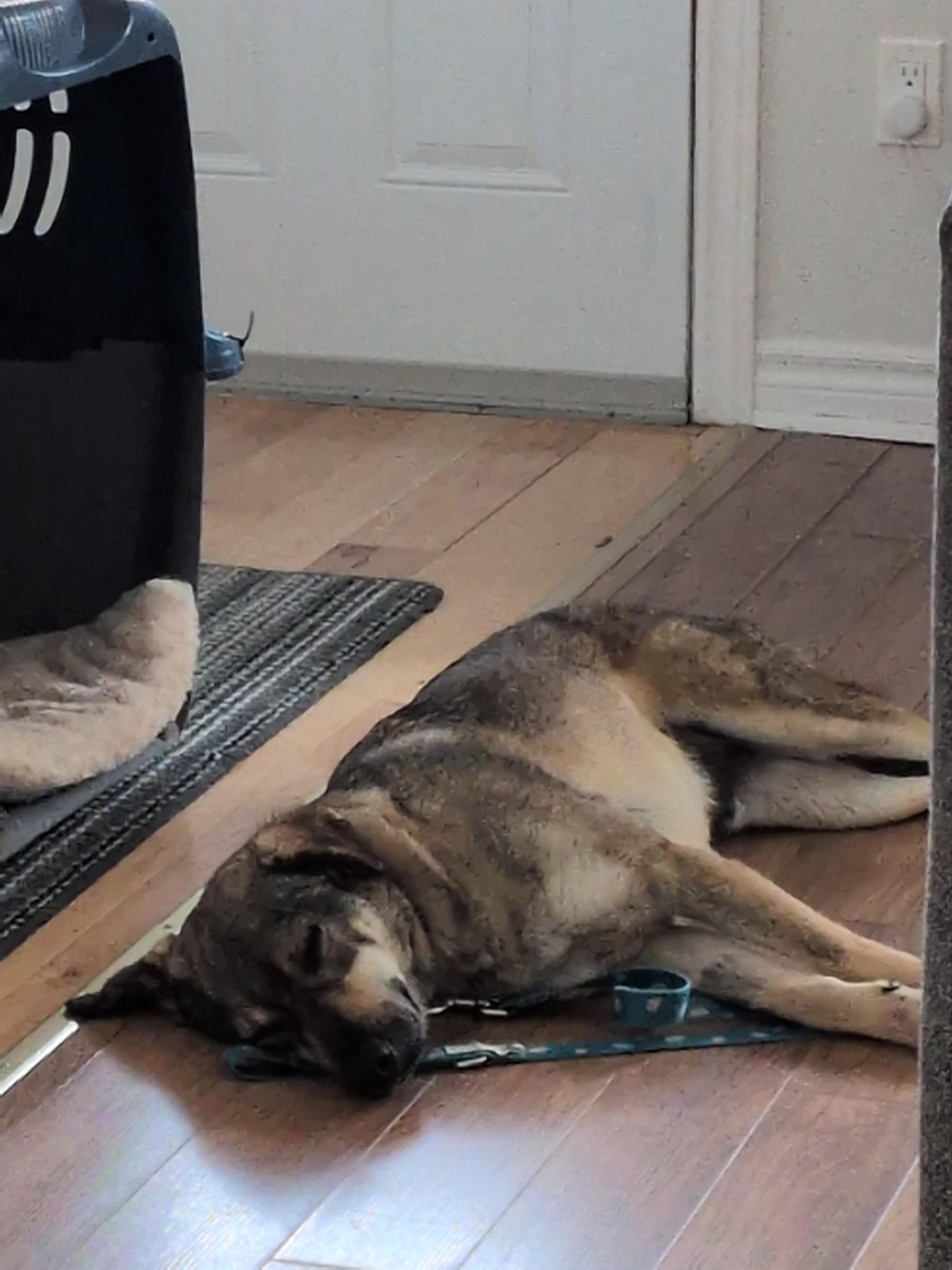 Enlarge Nico, a Adoptable mixed breed in London, ON image 5/6