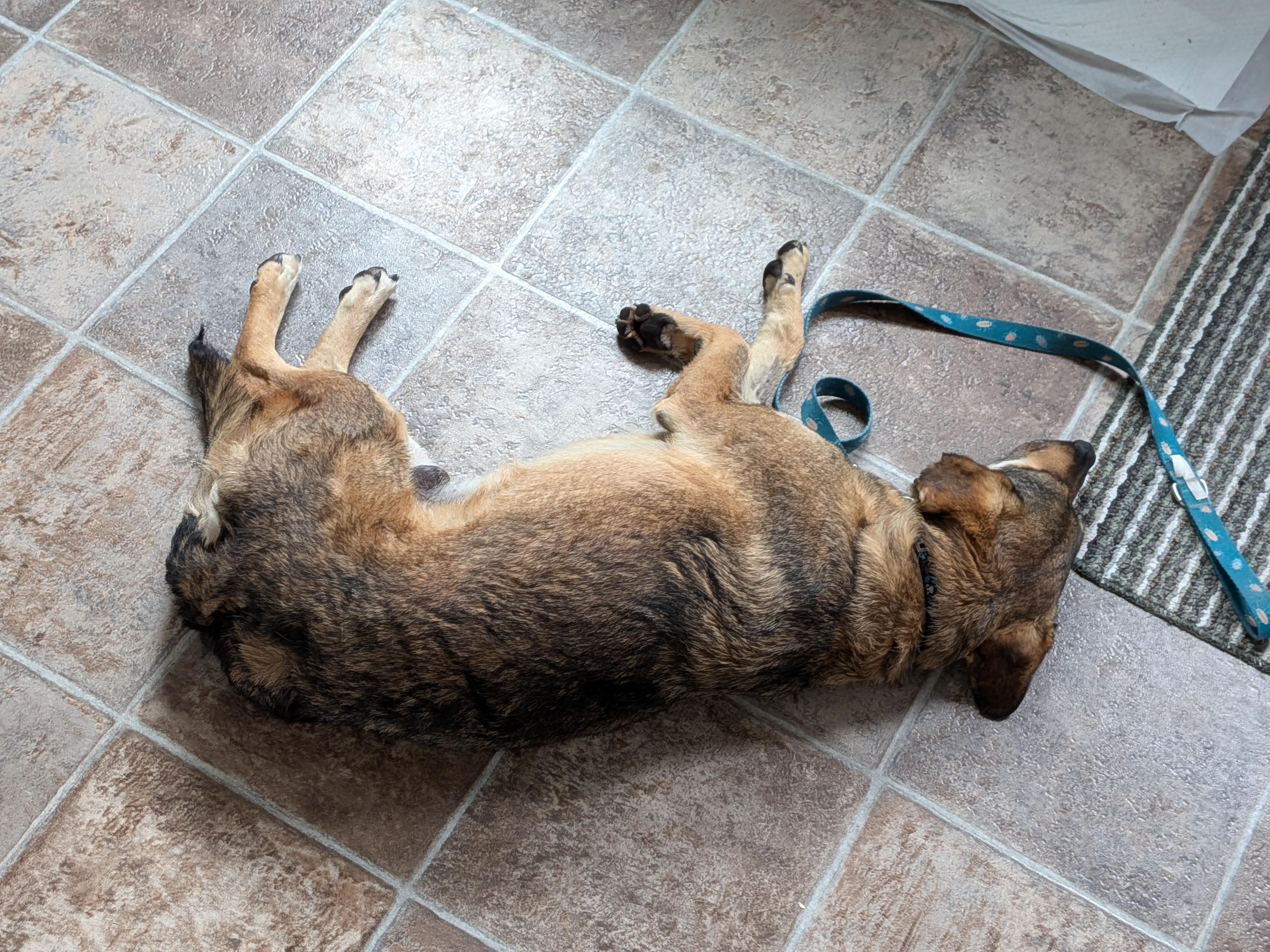 Enlarge Nico, a Adoptable mixed breed in London, ON image 6/6