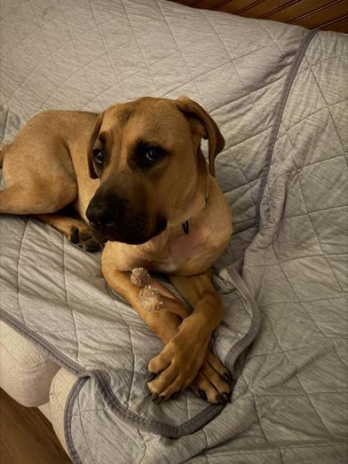 Roman — thumbnail 3