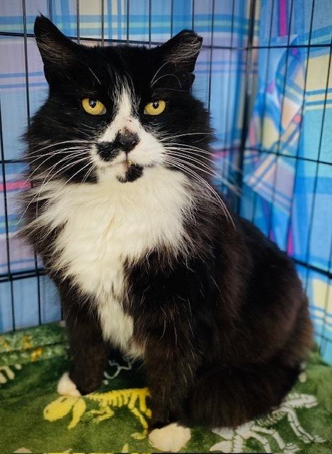 Enlarge Jennings, a Adoptable Domestic Medium Hair in Duxbury, MA image 1/3