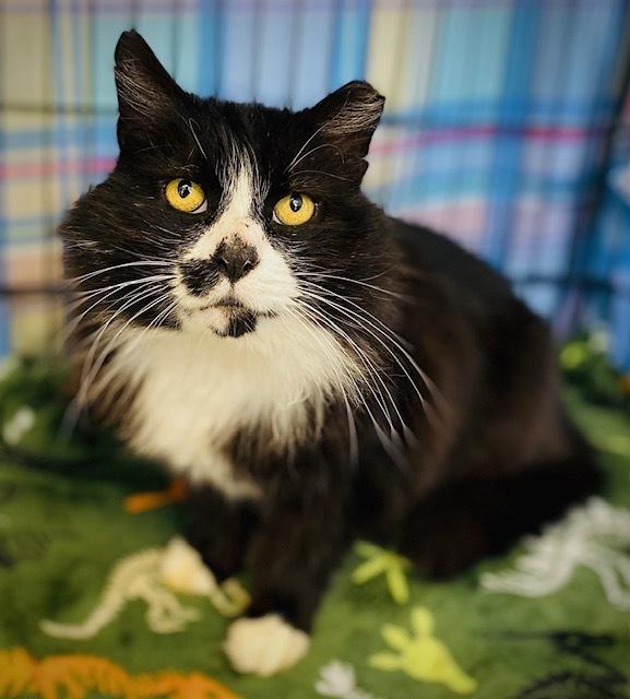Enlarge Jennings, a Adoptable Domestic Medium Hair in Duxbury, MA image 2/3
