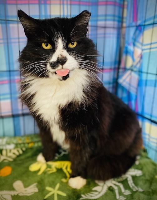 Enlarge Jennings, a Adoptable Domestic Medium Hair in Duxbury, MA image 3/3