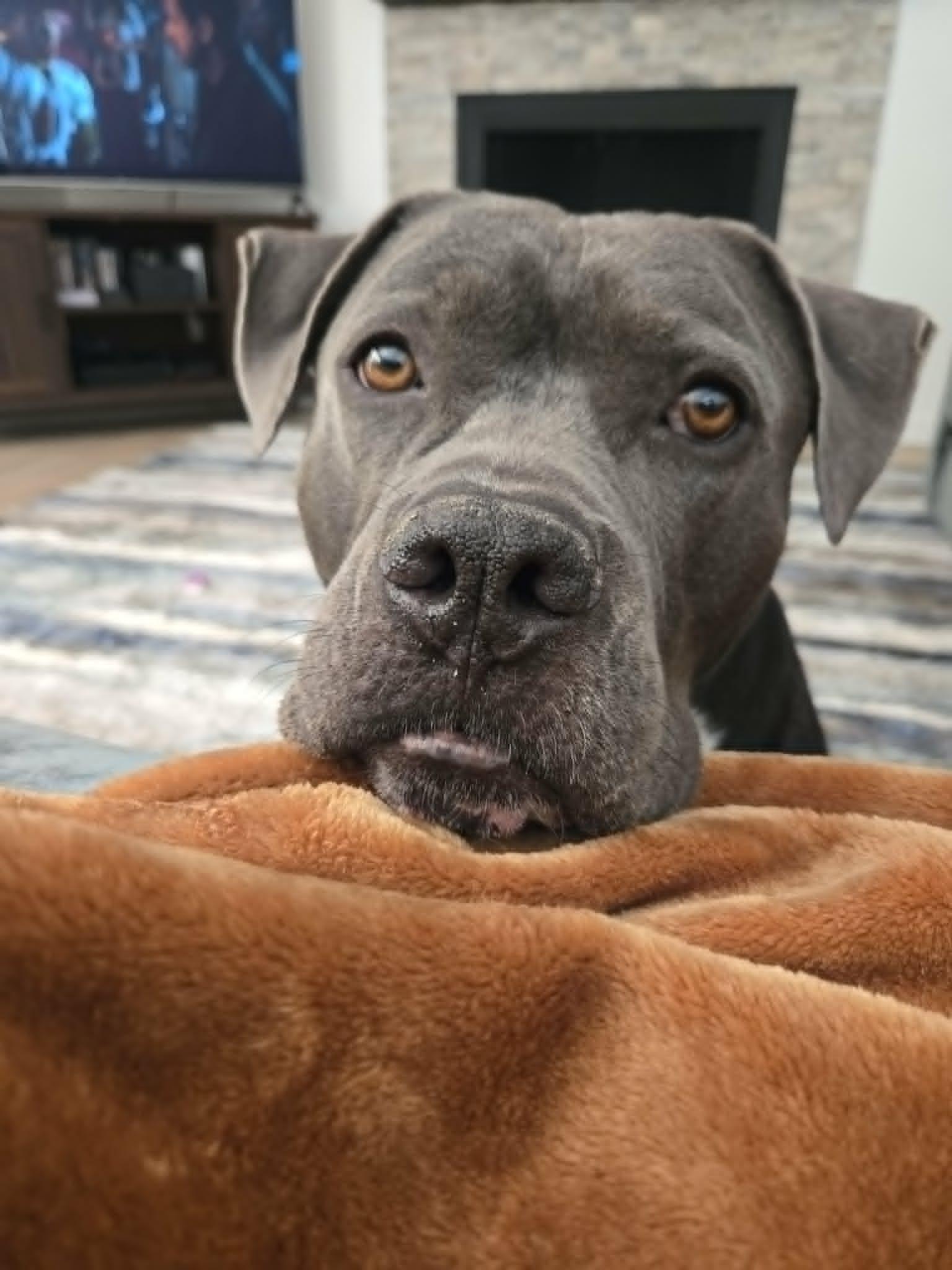 Enlarge CRUMPET, a Adoptable Pit Bull Terrier in Chandler, AZ image 1/3