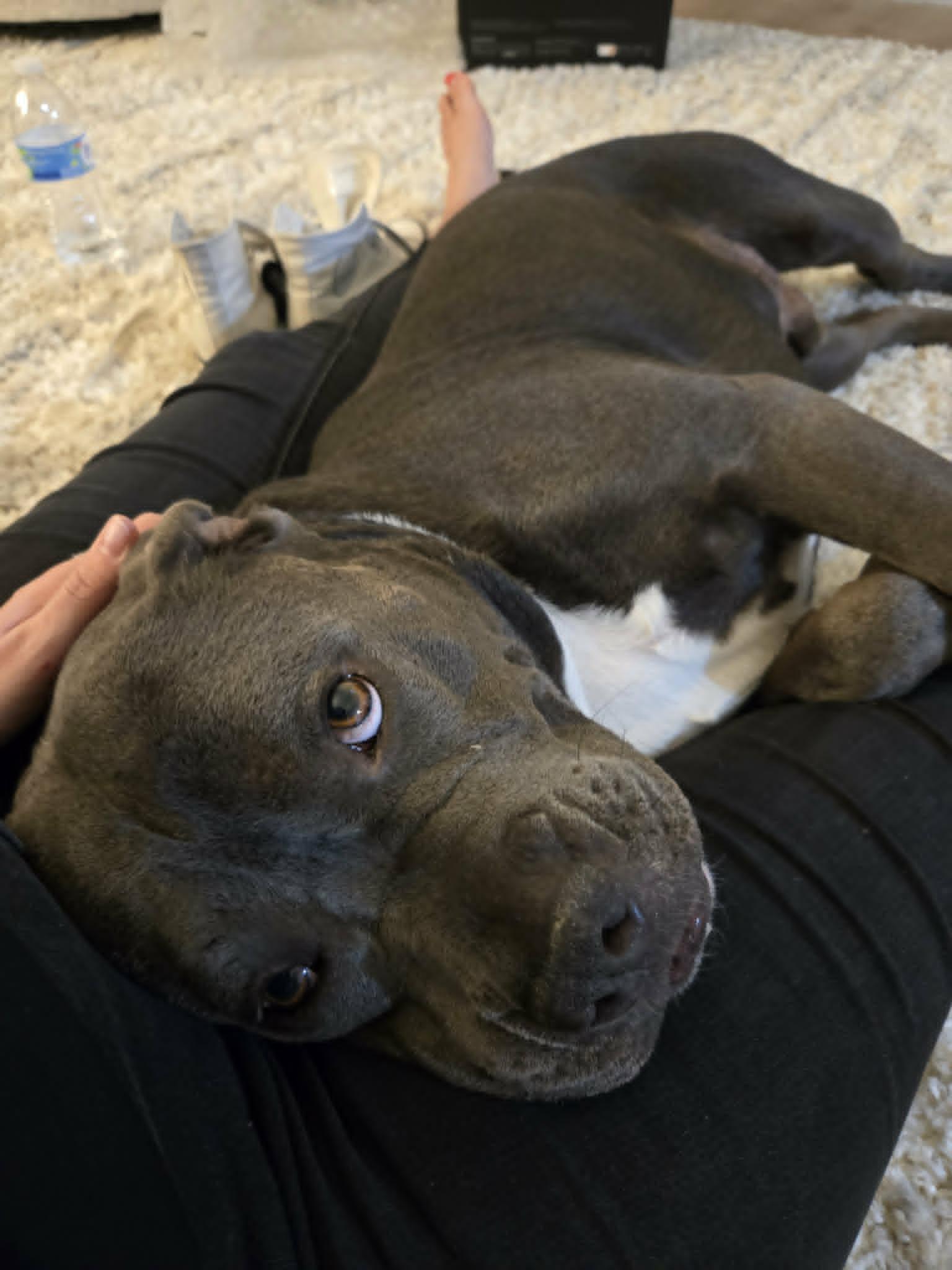 Enlarge CRUMPET, a Adoptable Pit Bull Terrier in Chandler, AZ image 2/3