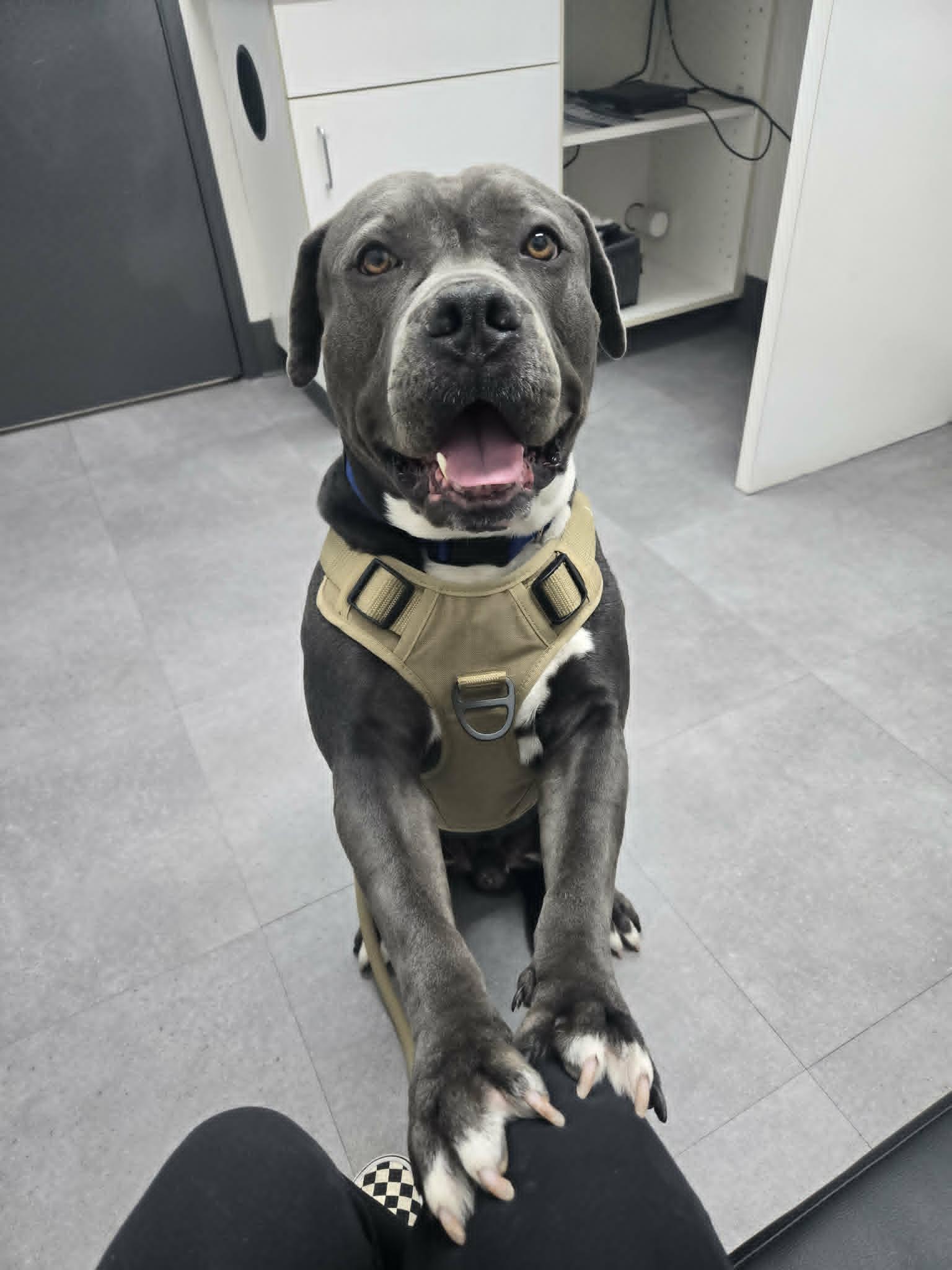 Enlarge CRUMPET, a Adoptable Pit Bull Terrier in Chandler, AZ image 3/3