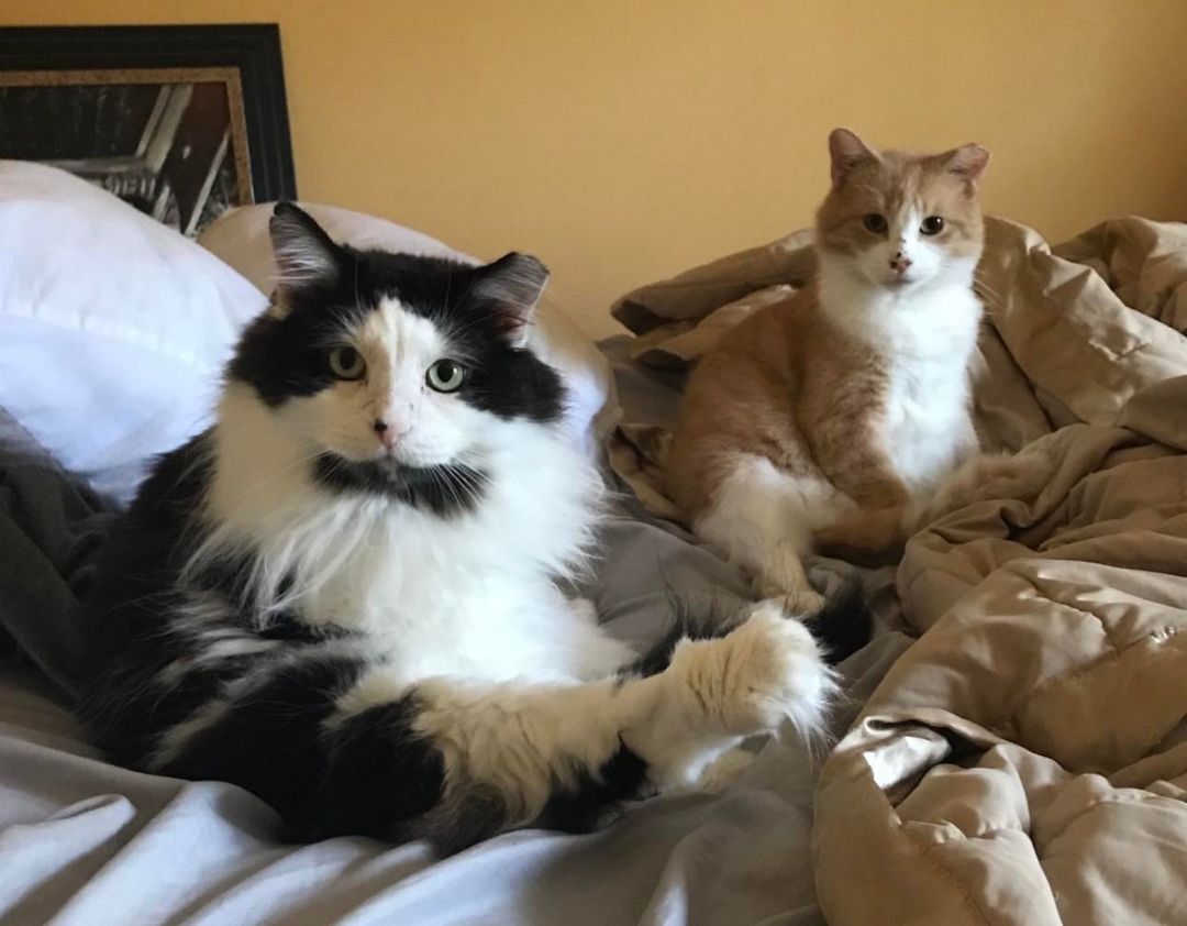 Bozz, & LJ   **adopter or long term foster needed**, Adoptable, Senior Male Domestic Short Hair.