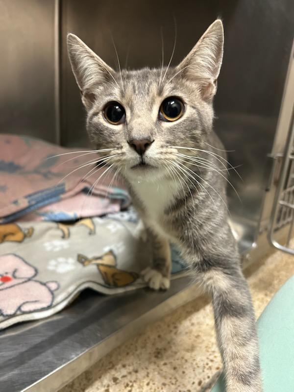Drake (Mandrake), an adopted Domestic Short Hair in Oklahoma City, OK image 3/5