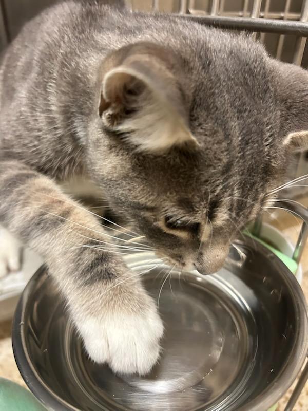 Drake (Mandrake), an adopted Domestic Short Hair in Oklahoma City, OK image 4/5