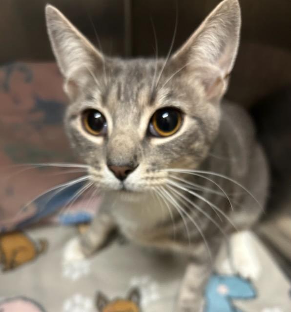 Drake (Mandrake), ADOPTABLE, Kitten Male Domestic Short Hair.