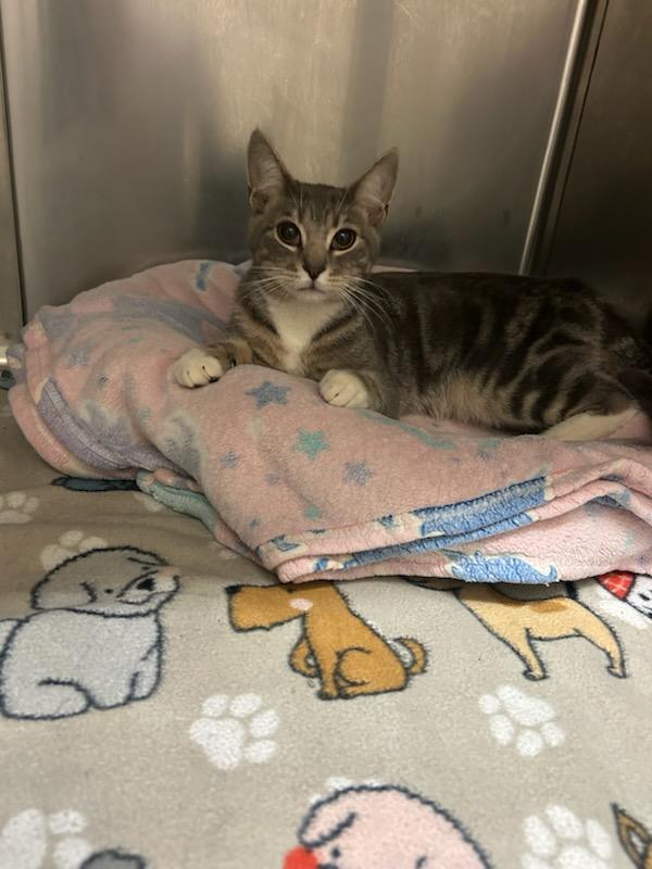 Drake (Mandrake), an adopted Domestic Short Hair in Oklahoma City, OK image 2/5
