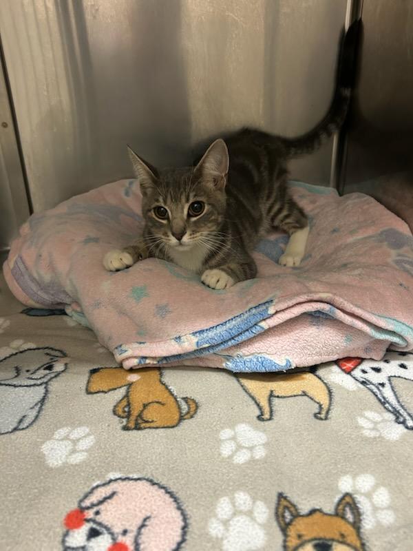Drake (Mandrake), an adopted Domestic Short Hair in Oklahoma City, OK image 5/5