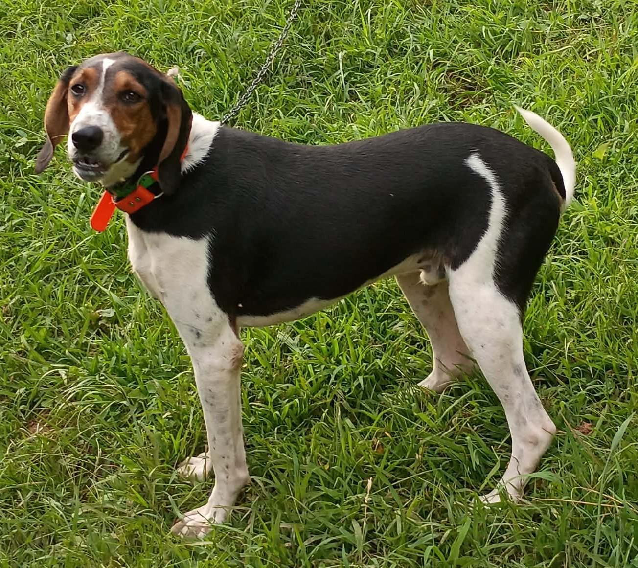 Enlarge Jed, a Adoptable Treeing Walker Coonhound in Lexington, MA image 2/4