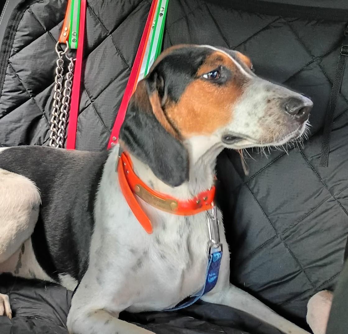 Enlarge Jed, a Adoptable Treeing Walker Coonhound in Lexington, MA image 3/4