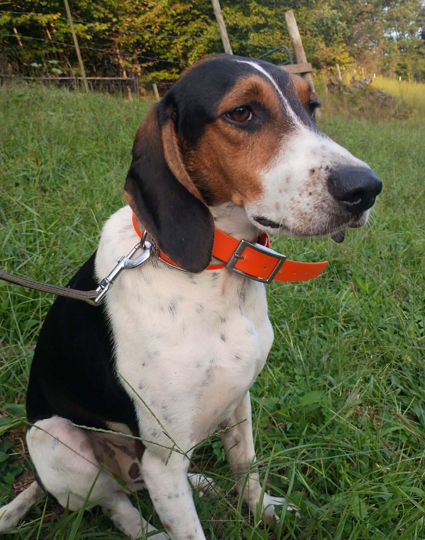 Jed, Adoptable, Young Male Treeing Walker Coonhound.