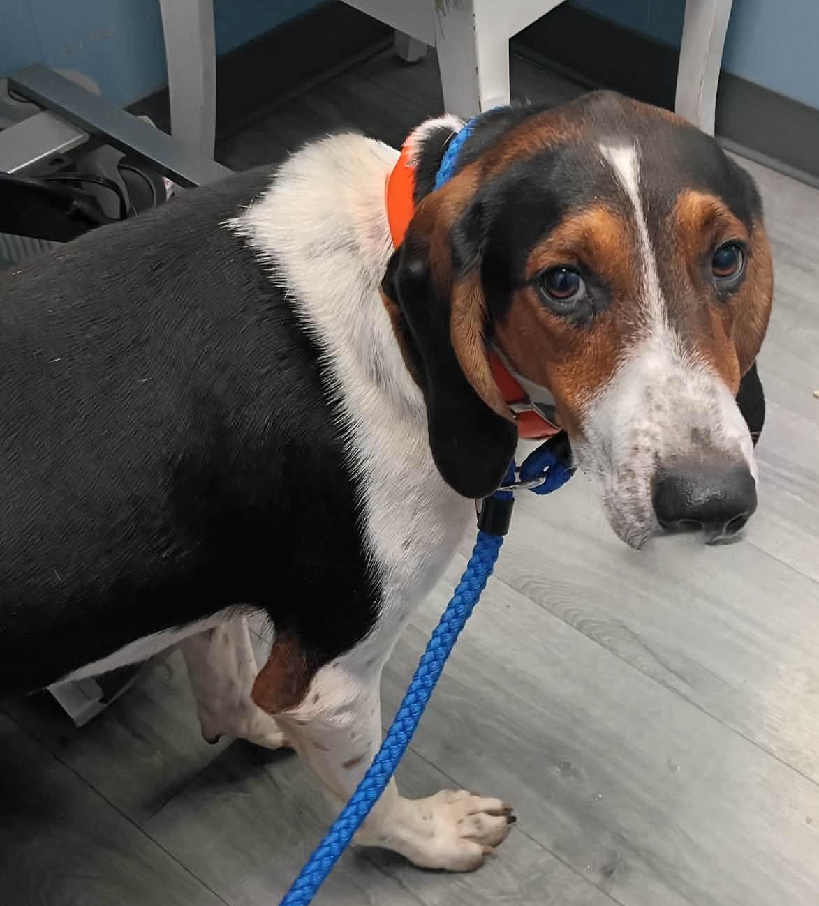 Enlarge Jed, a Adoptable Treeing Walker Coonhound in Lexington, MA image 4/4