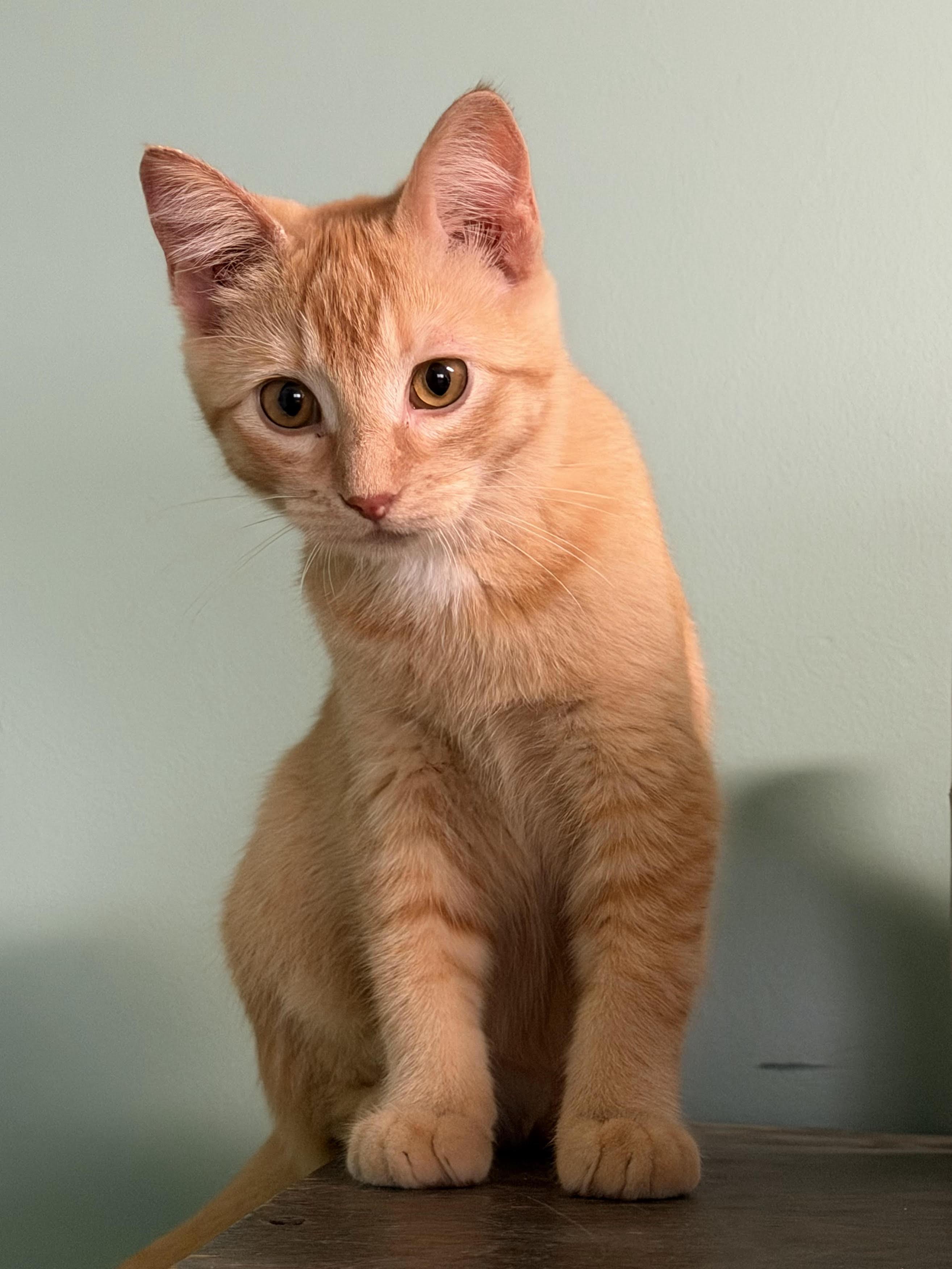 Sally, Adoptable, Young Female Domestic Short Hair.